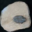 Rare Bulbous Nosed Actinopeltis Trilobite - #16410-3